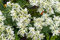 Wolfsmilch, Bergschnee,Schnee-auf-dem-Berg, (Euphorbia marginata) “Summer Icicle”20 Samen