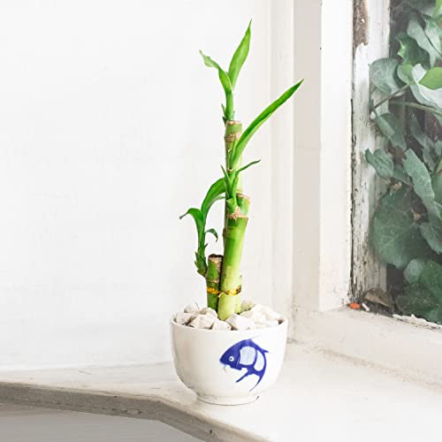 Easy Plants Arranged Lucky Bamboo Plant Grown in Porcelain Pot - Random Pattern Random Colour- Indoor Bonsai for Feng Shui