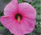 XXL Hibiscus moscheutos 'Royal Gem'® – Riesenhibiskus Staudenhibiskus – Winterhart, Extra Große Pink-Rote Blüten, Mehrjährige Gartenpflanze, Ideal für Beet & Kübel
