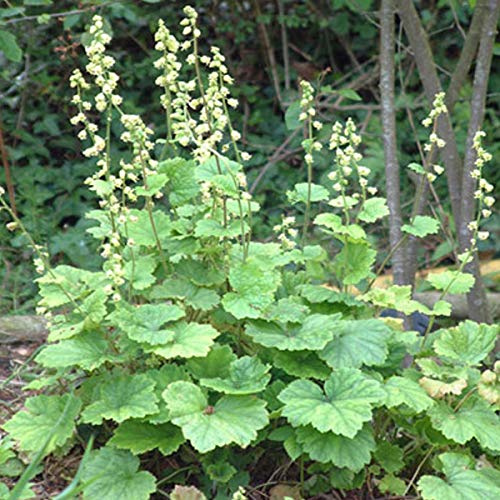 6 x Falsche Alraunwurzel - Tellima Grandiflora Topf 9x9cm: Bodendecker mit filigranen Blütenähren