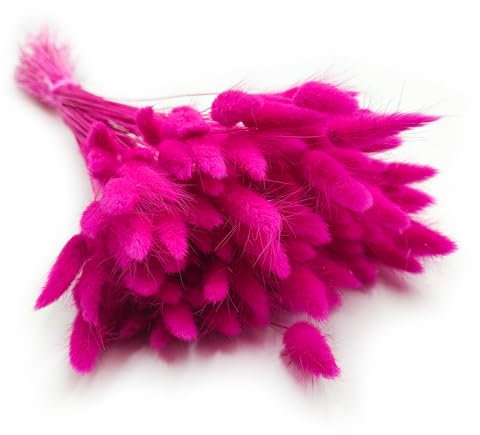 Enchanted Dekogras Getrocknetes Gras Ziergras Hasenschwänze Lagurus Ovatus Samtgras Häschen-Schwanzgras Trockenblumen Natürlich Boho 120 - 150 Stück 100 g Fuchsia