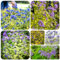 200 pcs Bartblume Winterhart Samen deko pflanzen winterharte stauden mehrjährig Caryopteris clandonensis bonsai topf seltene pflanzen bonsai tree bäume pflanzen, blumensamen gastgeschenk