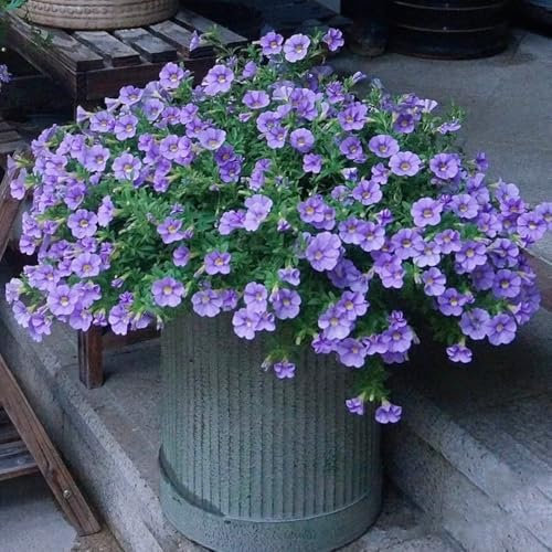 200 Pcs Zauberglöckchen Calibrachoa Samen - Blumendeko, Pflanzen Für Sonnige Plätze Ausgefallene Geschenke, Bodendecker Winterhart Mehrjährig Wildblumensamen, Hochbeet Samen Blumensamen