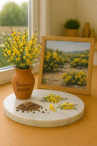 10 Graines de Genêt Scorpion - Genista Scorpius - Arbuste méditerranéen - JAUNE VIF - Arbre Fleur Jardin - 460