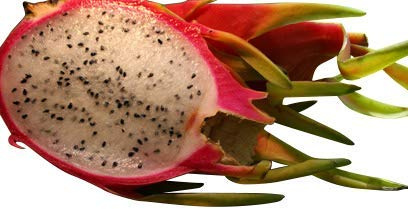 1000 Samen Pitahaya -Rote Drachenfrucht- *Weißfleischig*