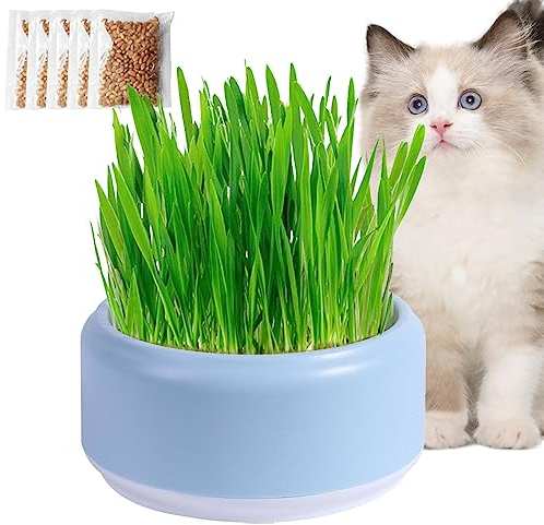 Hailerio Katzengras Set Pflanzset Fertig Mit Samen Katzen Gras Set Cat Grass Pflanzset Für Katzen Katzengras Schale
