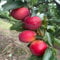 500 pcs pflaumenbaum samen obstbäume baumsamen pflaumen pflanzen pflaume hochbeet balkon obst frisch hochbeet saatgut bonsai topf obstbäume kaufen winterharte kübelpflanzen bio saatgut