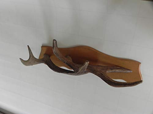 GTK - Geweihe & Trophäen KRUMHOLZ wunderschöne Elch Geweih Garderobe Unikat