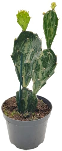 Fangblatt - Opuntia Jamaicensis Ghost - der Gliederkaktus aus Jamaica - eine außergewöhnliche Zimmerpflanze und pflegeleichte Sukkulente