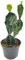 Fangblatt - Opuntia Jamaicensis Ghost - der Gliederkaktus aus Jamaica - eine außergewöhnliche Zimmerpflanze und pflegeleichte Sukkulente