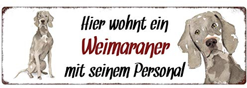 Interluxe Metallschild - Hier wohnt EIN Weimaraner - dekoratives Schild, Türschild, Blechschild als Geschenk für Menschen mit Hund