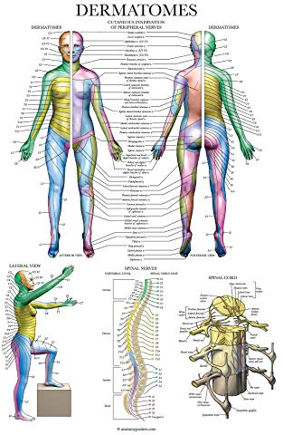 Palace Learning Dermatomes & Nervensystem Anatomisches Diagramm – Dermatome Anatomie Poster