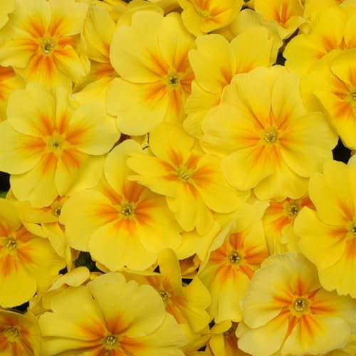 Perfect Plants Winter Primrose Plants Yellow with Orange Eye - Outdoor Garden Ready Bedding Plants - 6 Plants Each Delivered in a 10.5cm Plant Pot - Vibrant Flowers with Delicate Blooms