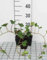 12 x Hedera hibernica - Lierre Arbustif en pot 9 x 9 cm