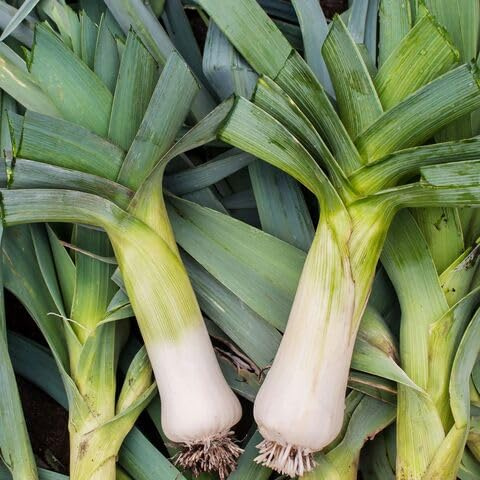 100 semi giganti di porri vegetali