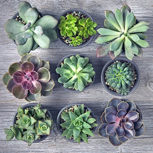 Indoor Succulents Crassula Plants Lucky Dip Mixed Potted House Plants Easy to Grow for Home, Office & Conservatory, 3 x 10.5cm pots by Thompson & Morgan