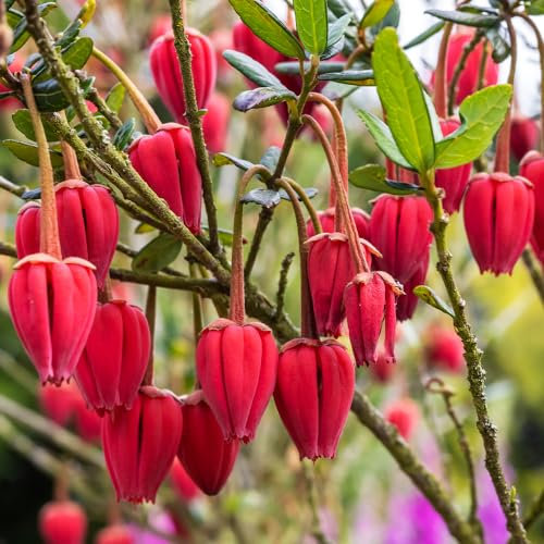 YouGarden Lantern Tree, Established Plant in 2 Litre Pot and Approximately 40cm Tall, Crinodendron Hookerianum Plant, Evergreen Garden Shrub for Borders or Pots