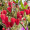 YouGarden Lantern Tree, Established Plant in 2 Litre Pot and Approximately 40cm Tall, Crinodendron Hookerianum Plant, Evergreen Garden Shrub for Borders or Pots