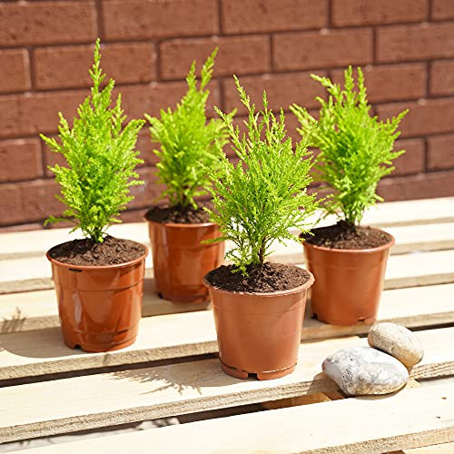 Easy Plants 1 Hardy Monterey cipresso 'Wilma' Goldcrest - Pianta da giardino profumata al limone in vaso da 12 cm