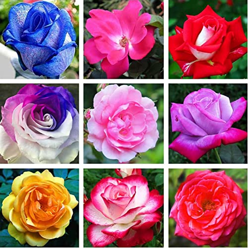 Haloppe 100 Stück Rose Blumen Pflanzen Samen für Hausgarten Pflanzen, Samen natürliche frische Mischung Farbe Rose Blumensamen für Yard Mischfarbe
