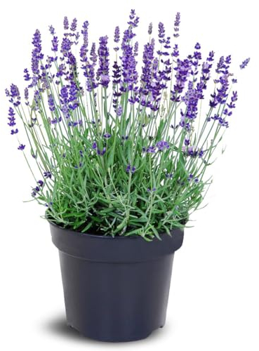 Iglaco LAVENDEL (Lavandula) Lila Winterhart Mehrjährig Staude Duftlavendel - gegen Mücken (12 stück)