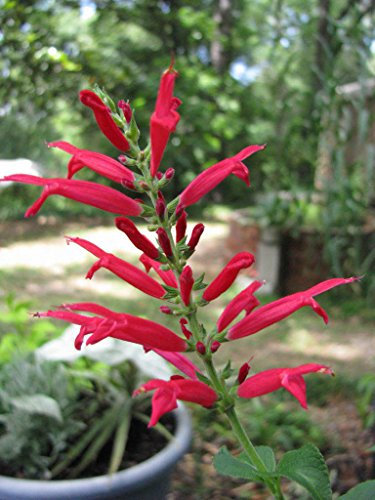 10 Semillas PIÑA SAGE Red Salvia Semillas Elegans Hierba/Flor [Unknown Binding]