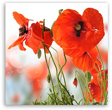 ge Bildet Bild auf Leinwand | Pflanzen Bilder - Mohn - Blumen Rot Natur in 50x50 cm als Wandbild | Wand-deko Dekoration Wohnung modern Bilder | 2207