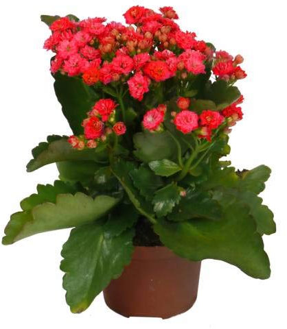 Kalanchoe Planta Natural Con Flor Colores Surtidos - Planta Decorativa y Ornamental