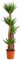 Dehner Yucca-Palme, viertriebig, ca. 170-180 cm, Ø Topf 27 cm, Zimmerpalme