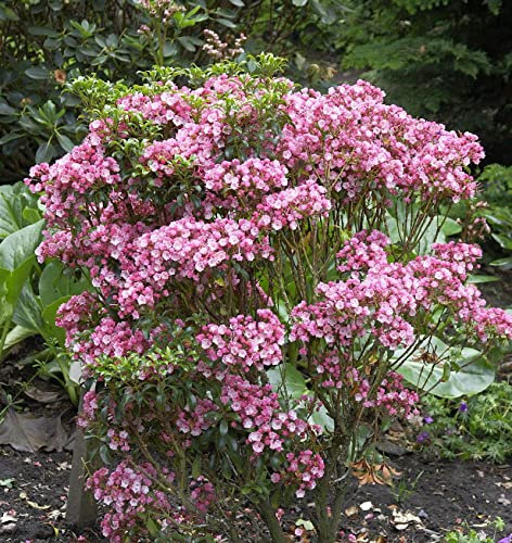 Großer Berglorbeer Little Linda 30-40cm - Kalmia latifolia