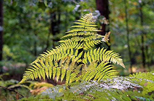 hansepuzzle 43398 - Farne Puzzle 500 Teile - Natur Motiv mit hochwertiger Aufbewahrung: Kartonbox und wiederverschließbarem Beutel - Format 46 × 30 cm