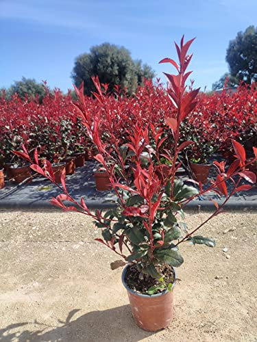 Photinia Red Robin vaso 18 50 cm siepe resistente bordura verde e rossa Vivaio Annese