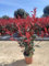Photinia Red Robin vaso 18 50 cm siepe resistente bordura verde e rossa Vivaio Annese