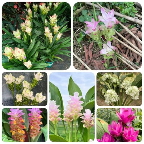 500 pcs Kurkuma Samen Zum Einpflanzen, deko wohnzimmer modern bienenwiese saatgut Curcuma alismatifolia Samen - wildblumenwiese saatgut mehrjährig garten geschenke für männer bienen