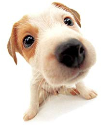 Chris Rock: Never Scared [DVD] [2005]