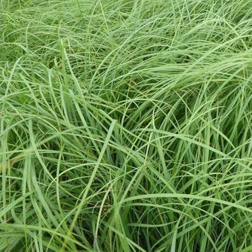 6x Blaugrüne Segge - Carex flacca - Topf 9x9cm - Bodendecker Ziergras