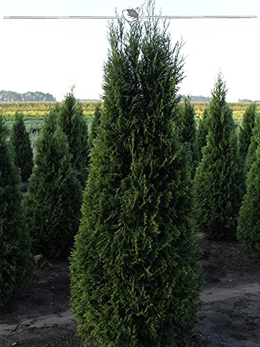 Thuja Smaragd 180-200 cm im Topf. 7 Koniferen. Thuja Hecke = Sichtschutz Hecke