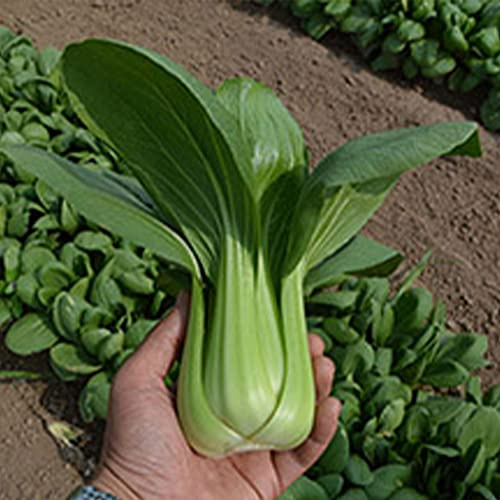 Cabbage Seeds - Pak Choi - Summer Zest - Hybrid - 2 g Packet ~216 Seeds - Non-GMO, F1 Hybrid - Asian Garden Vegetable