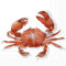 IHR Ideal Home Range - Papierservietten CRAB coral 20 St. Lunch-Servietten 33 cm x 33 cm