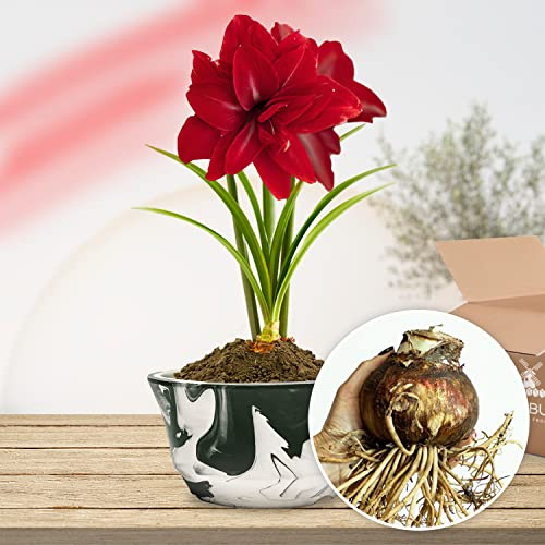 Amaryllis Zwiebel Double Dark Red - 1 Blumenzwiebel in Großformat 26/30 - Exklusive Blumenzwiebeln Amarillis - Echte Pflanzen aus Holland, Hippeastrum Zwiebeln (keine Samen, Wachs und nicht künstlich)
