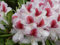 Großblumige Alpenrose Belami ® - Rhododendron hybride Belami ®