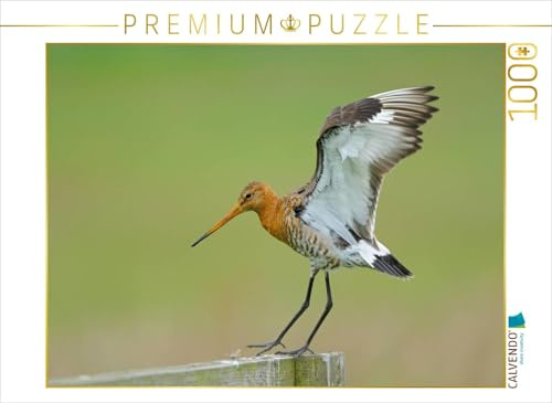 CALVENDO Puzzle Uferschnepfe (Limosa limosa) 1000 Teile Puzzle quer | Lege-Größe cm Foto-Puzzle für glückliche Stunden