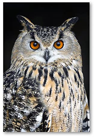 Postereck - 2522 - Eule, Kauz Vogel Uhu Tier Gesicht Natur Augen - Wandposter Fotoposter Bilder Wandbild Wandbilder - Poster - 3:2-61,0 cm x 40,5 cm