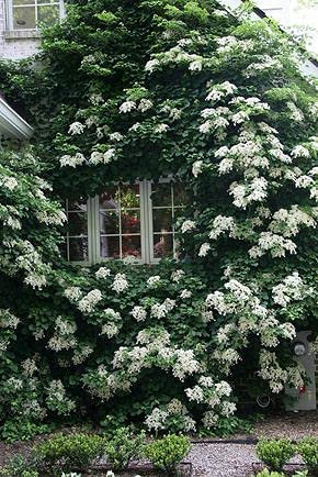 Aamish 50 piezas de semillas de flores de hortensias trepadoras