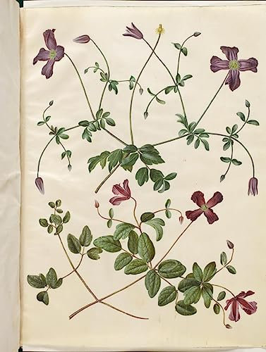 PSVDCTOO Famous Canvas Wall Art Artwork Paintings Clematis Viticella by Hans Simon Holtzbecker Poster Artworks for Room Decor 60x90cm
