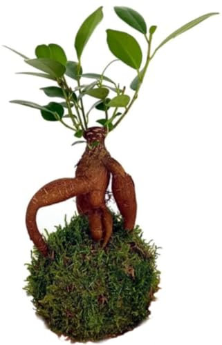 Planta natural mini Kokedama de Ficus Ginseng, 10-15 cm. Bola de musgo. Tronco retorcido y follaje denso, ideal para decorar espacios. Segura Garden.