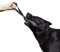 Dingo Gear Baumwolle-Nylon Beißwurst für Hundetraining IGP IPO Obiedence Schutzhund Hundesport 20 x 7 cm, 1 Griff Schwarz S00069