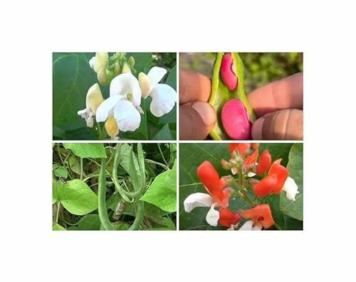 g - 75 g Feuerbohnen Mischung Garten Pflanzen - Samen F-S572 - Seeds & Plants Shop by Ipsa