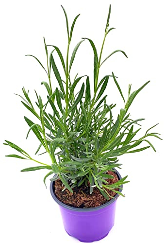 Lavendel Kräuter Pflanzen ESSBAR! Lavendula augustifolia 2stk