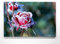 Panorama-Bild vom Winter - Rose mit Raureif - als 150x50cm großes XXL Leinwandbild. Wandbild als Hintergrund und Deko für Wohnzimmer & Schlafzimmer. Aufgespannt auf Holzrahmen